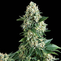Pyramid Seeds New York City Feminized