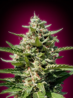 Advanced Seeds White Kush Feminized 