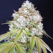 Karma Genetics Seeds Melo Rado Feminized 