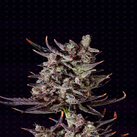 Genofarm Seeds Purple Haze Auto Feminized