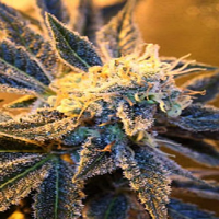 TGA Subcool Seeds Kaboom Regular