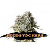 Bruce Banner Auto - Feminized - Seed Stockers