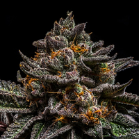 Ripper Seeds Brain Cake Feminized