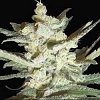 Samsara Seeds Supersonic Cristal Storm Auto Feminised
