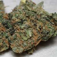 KC Brains Seeds California Special Feminized