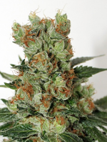 Ripper Seeds Fuel O.G. Feminized