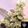 Sagarmatha Seeds White Russian Auto Feminized
