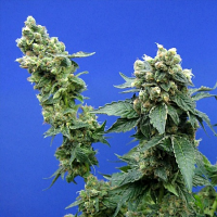 T.H.Seeds Sage’ n Sour Regular