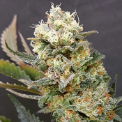 ZkittleZ Glue – Feminized – Expert Seeds