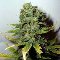 Super Skunk – Regular – Nirvana Seeds