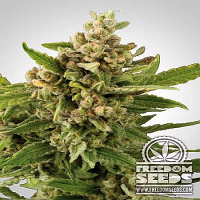 Freedom Seeds White Witch Feminized