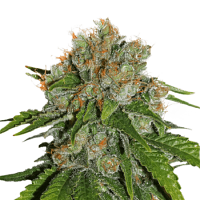 Seed Stockers Seeds Amnesia Feminized