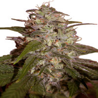 Seedmakers Seeds Orange Light Feminized