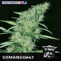 Positronics Seeds Somango #47 Feminized