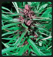 De Sjamaan Seeds Purple Widow Regular