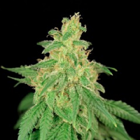 House of the Great Gardener Seeds CBD René Feminized 