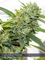 Vision Seeds Vision Kosher Feminized