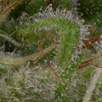 Good Buzz Genetics Bulk Seeds Sour Diesel Feminized