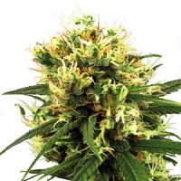 White Label Seed Company White Haze Automatic Feminized