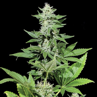Kera Seeds White Widow Feminised
