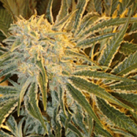 Sagarmatha Seeds Northern Lights #9 Regular