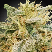 CBDrelief - Feminized - Paradise Seeds