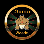 Neville Express Auto - Feminized - Sumo Seeds