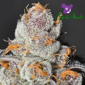 Anesia Scout Cookies - Feminized - Anesia Seeds