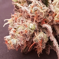 Bulk Exclusive Seeds Sherbert Feminized