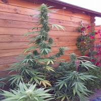 Flash Seeds Missile 33 Super Auto Feminized