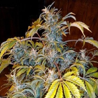 Flash Seeds Number One Super Auto Feminised