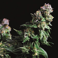 Purple Urkle - Feminized - Pyramid Seeds