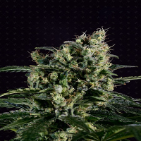 Genofarm Seeds Easy Haze Feminized