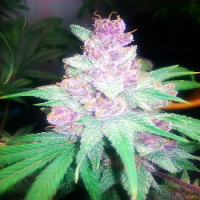 Cali Connection Seeds Grape Kush Feminized