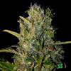 BlimBurn Seeds Santa Muerte Feminized 