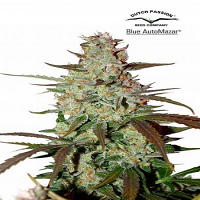 Blue Auto Mazar - Feminized - Dutch Passion
