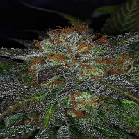 TGA Subcool Seeds Deep Purple Regular