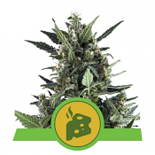 Blue Cheese Auto - Feminized - Royal Queen Seeds
