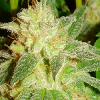 Lady Sativa Genetics Seeds Kensington Kush Regular