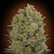 OO Cheese - Feminized - OO Seeds