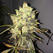 CBD Nuke 'Em - Feminized - Bulk Seeds Premium