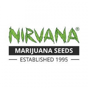 Northern Lights Auto - Feminized - Nirvana Seeds
