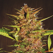 Pakistan Chitral Kush - Feminised - Ace Seeds