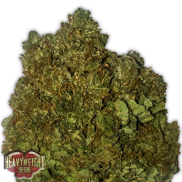 Heavyweight Seeds Money Bush Feminized