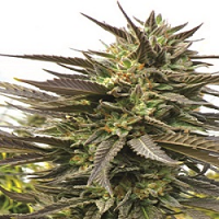 Medicann Blue Blood Regular