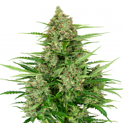 Double Kush Cake Auto - Feminized - Sensi Seeds Research