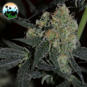 Biscotti Peach - Feminized - Cali Weed