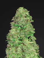 CBD Auto 20:1 - Feminized - FastBuds