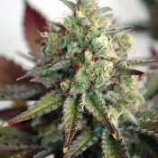 Critical 2.0 XL Auto – Feminized – Garden of Green