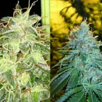 Reserva Privada Seeds Silver Kush Feminised